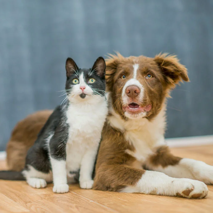 photo of an adorable black and white cat sitting next to a long-haired brown and white dog